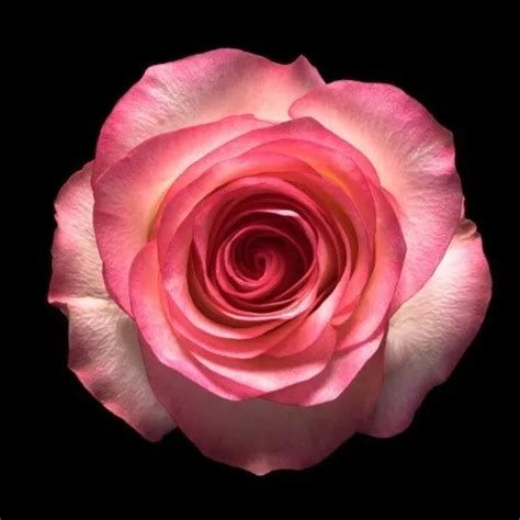 Pakistani Couple Honeymoon Sex Indian Hairy Hairy Porn XHamster