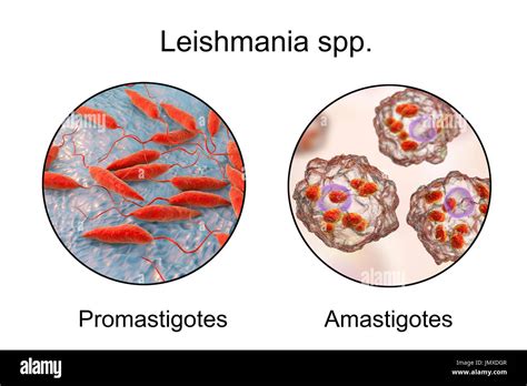 Leishmania Amastigote And Promastigote