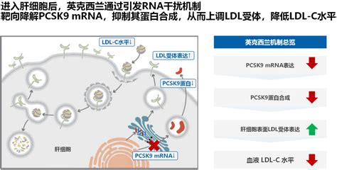 大咖谈丨小干扰rna药物一年两针助力ldl C长期达标，英克司兰是如何做到的？ 国际循环网