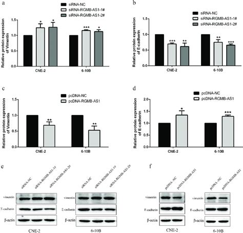 Effects Of Overexpression Or Knockdown Of Lncrna Rgmb As On Cell Emt