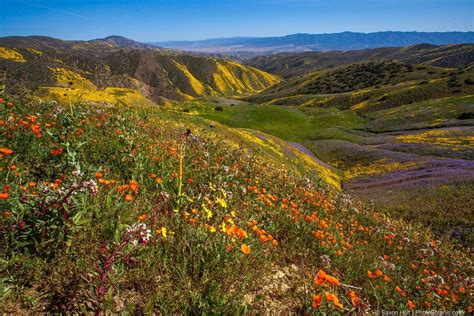 Carrizo Plain Panoramas Photobotanic California Landscape