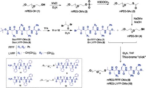 ThioBromo Click Reaction Derived PolymerPeptide Conjugates For