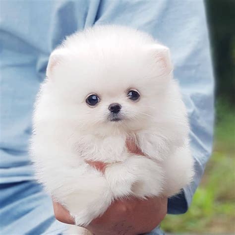 baby white pomeranian wallpaper - Margery Faulkner