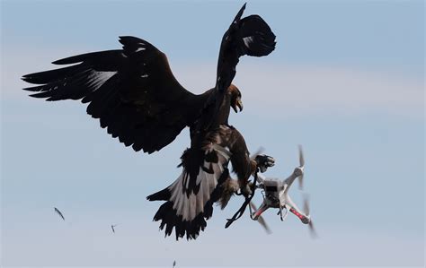 French Air Force Trains Eagles To Hunt Drones | TIME