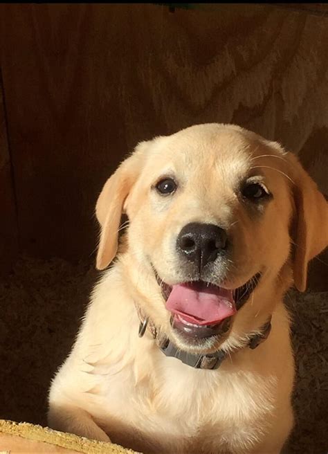 Yellow Lab Puppy Smiling : r/Eyebleach