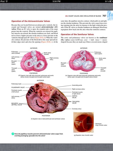 Answer Chapter 11 The Cardiovascular System 12 Chapter 11 T