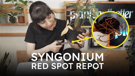 Red Spot Repot Syngonium Pink Splash Chatting Repotting Ep 2