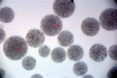 Magnetic Agarose Beads Magnetic Microspheres Suzhou Nanomicro