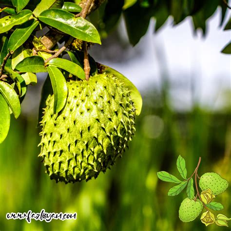 Botani Durian Belanda Annona Muricata L Segalanya Tentang Tumbuhan