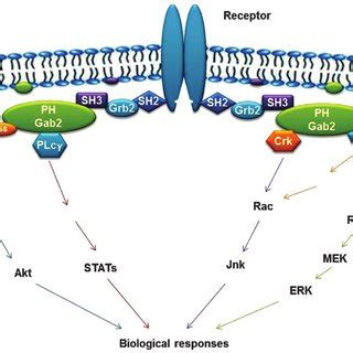 structure  function  gab   role  cancer review