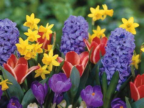 Nature Flowers Tulips Crocus Daffodils Narcissus Hyacinths