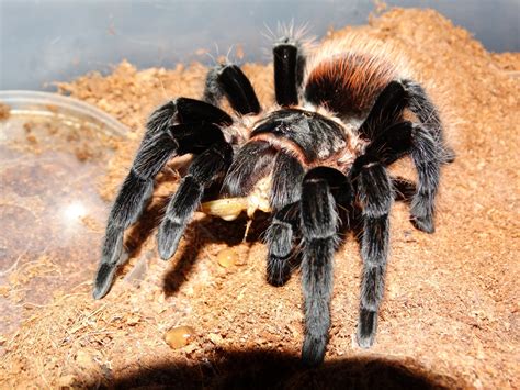 Download Animal Tarantula 4k Ultra Hd Wallpaper