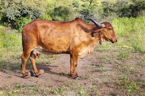 Lumpy Skin Disease Indian Vaccine Awaiting Approval For 10 Months Even As More Cattle Fall Prey