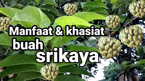 Cara Budidaya Buah Srikaya Manfaat Dan Khasiat Buah Srikaya YouTube