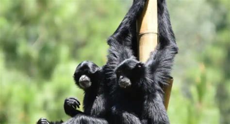 Sepasang Siamang Bernyanyi Langka Pertama Dilepaskan Ke Alam Liar Di