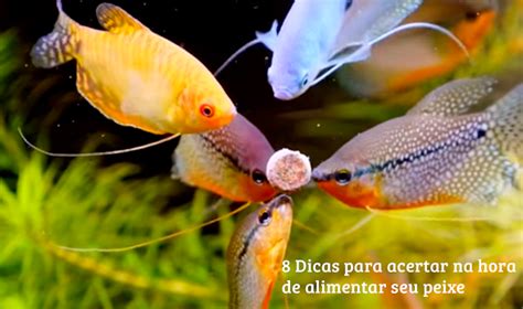 8 Dicas para acertar na hora de alimentar seus peixes