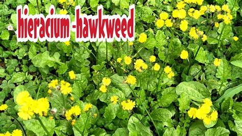 HIERACIUM CAESPITOSUM YELLOW HAWKWEED YouTube