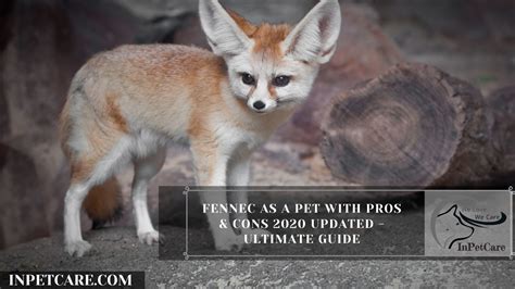 Fennec Foxes As Pets: Cost, Legalities, Risks & Ease Of Care