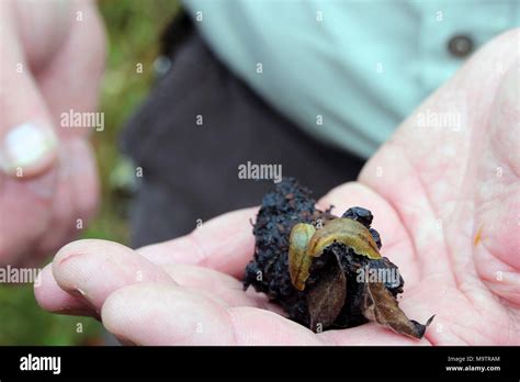 Bear Scat Hi Res Stock Photography And Images Alamy