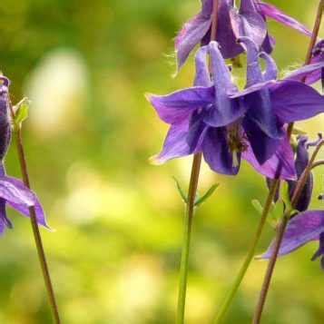 Ancolies Aquilegia Semis Plantation Et Entretien