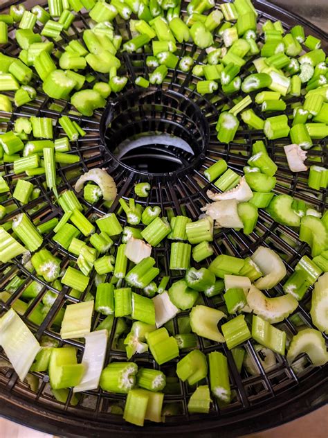 Celery Increase: Using, Storing, and Preserving Celery – The Gardener Wife