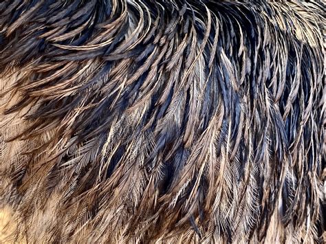 Emu Feathers Cafuego Flickr