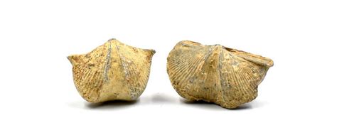 Shi Yan - Shi Yan Zi - Yan Zi Shi - Shiyan - Shi Yanzi For Sale ... 