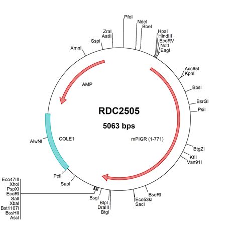 Mouse Integrin Alpha V Cd Np Versaclone Cdna Rdc R D