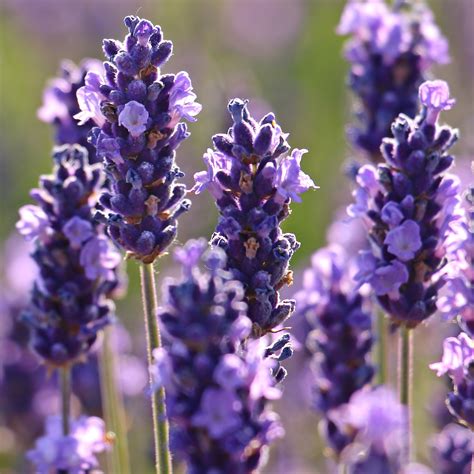 Lavanda - I Migliori Semi da Fiore Solo su Bestprato.com