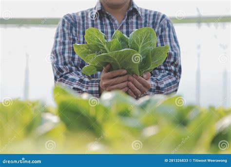 Woman Gardener Inspects Quality Of Green Oak Lettuce In Greenhouse