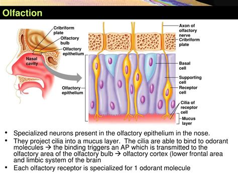 Ppt Taste And Smell Powerpoint Presentation Free Download Id5618080