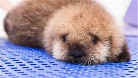 Orphaned Otter Pup Learns To Swim Aol Features