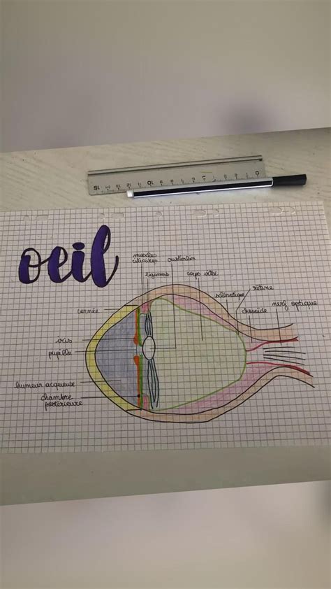 Biologie Oeil