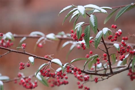 Winter Beeren Strauch Kostenloses Foto Auf Pixabay Pixabay