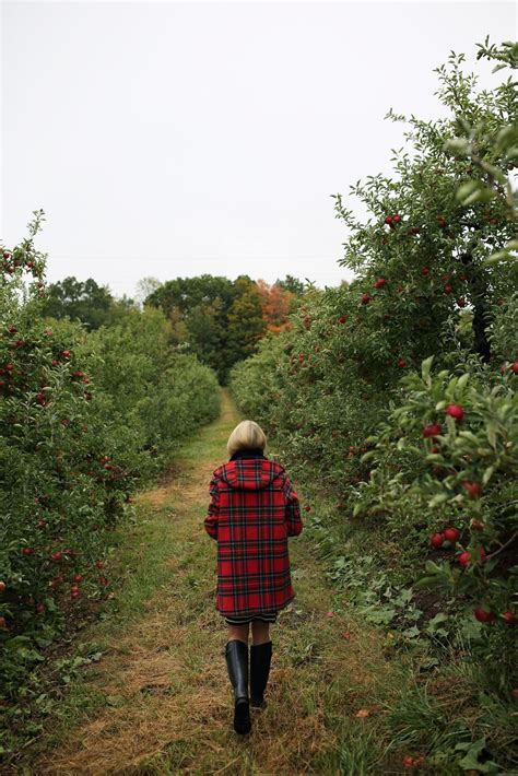 apple picking // fall - Atlantic-Pacific