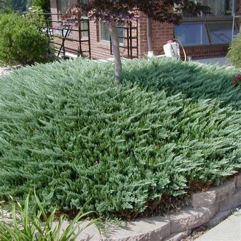 Можжевельник горизонтальный Блю Чип. (Juniperus horizontalis Blue Chip ...