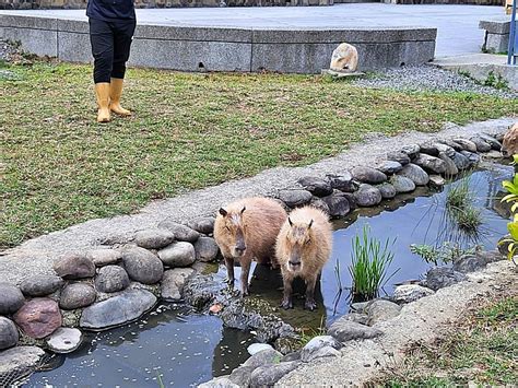 水豚控看過來！不用去宜蘭~現在四重溪溫泉公園 卡比園區就能看到萌度爆表的水豚君！試營運期間．免費入園！整點會有水豚餵食秀！－美食探險家miss