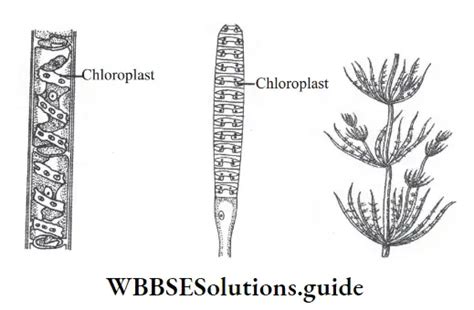 Neet Biology Class 9 Chapter 3 Diversity In Living Organisms Notes Wbbse Solutions