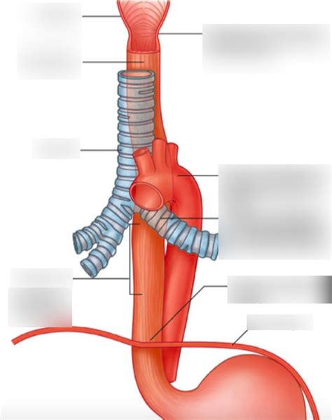 Sectional Anatomy - Module 4- Neck - Esophagus Diagram | Quizlet