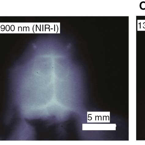 Imaging Of Deep Tissue Using A Dual NIR SWIR Probe Based On The Dye