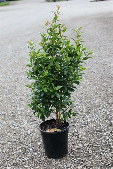 Syzygium Hinterland Gold Lilly Pilly 8 Pot Hello Hello Plants