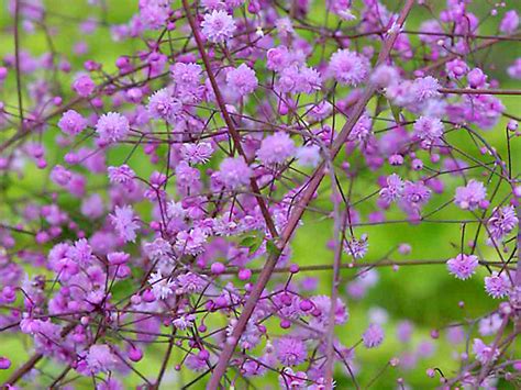 Василистник Делавея / Василистник / Буква «В» / Энциклопедия растений ...