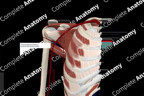 Thoracodorsal Artery | Complete Anatomy