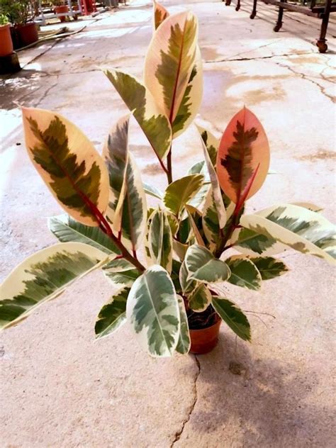 Ficus Elastica Variegated (Rubber Plant) • Teo Joo Guan