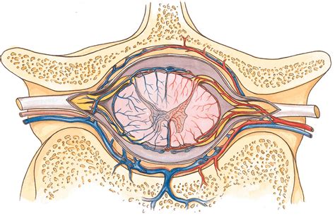 Transverse Section Showing The Arterial Supply And Venous Drainage Of