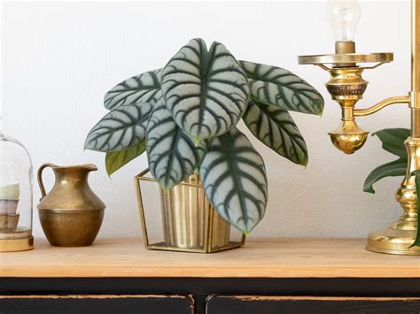 10 Colorful Mood Boosting Houseplants To Brighten Your Space