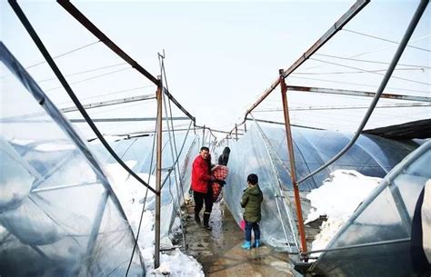 【多图】合肥多处蔬菜大棚、草莓大棚被雪压塌！受损严重！庆幸的是手机新浪网