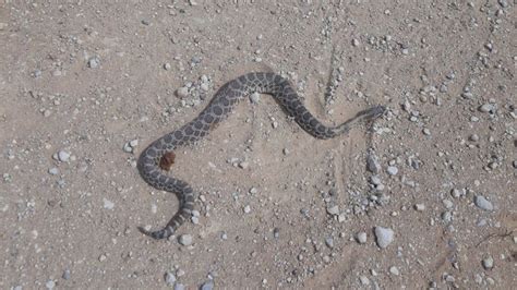 Venomous snakes becoming more active in Kansas