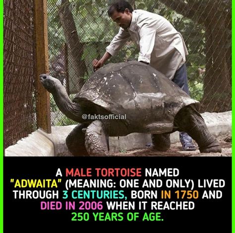 Adwaita : r/tortoise