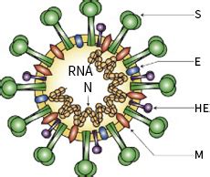 Nucleocapsid